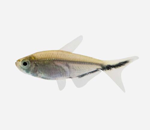 Tetra fortuna