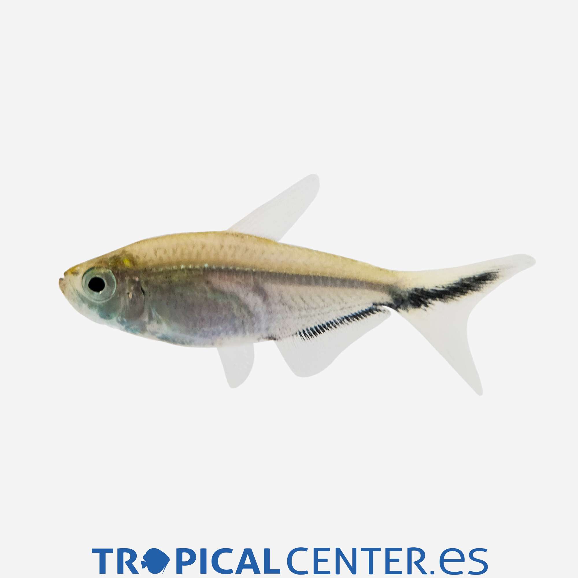 te115-1-tetra-fortuna_general_5577.jpg te115-1-tetra-fortuna_general_5577.jpg