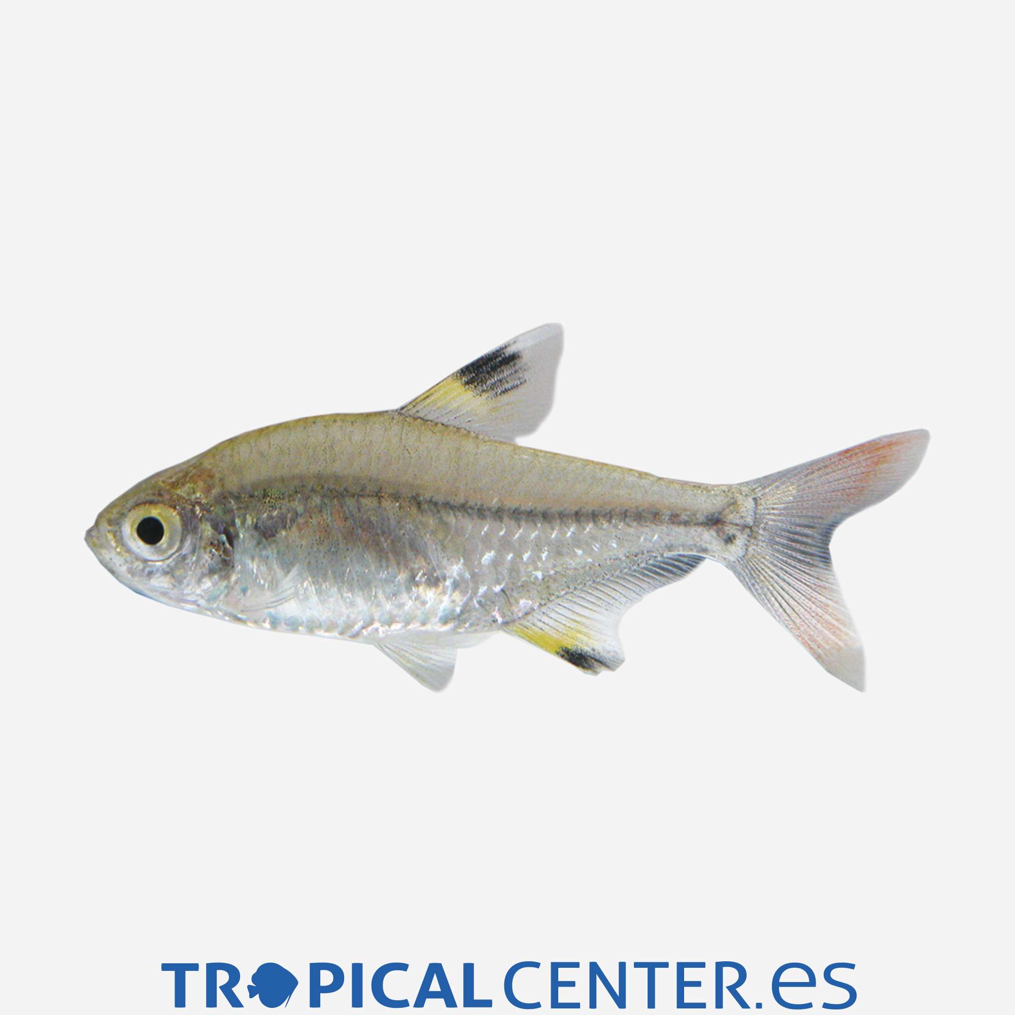 te34-0-tetra-rayos-x_general_3946.jpg te34-0-tetra-rayos-x_general_3946.jpg