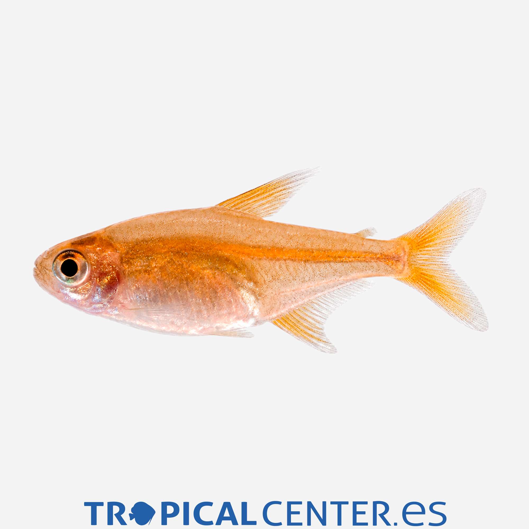 te41-0-tetra-ambar_general_5685.jpg te41-0-tetra-ambar_general_5685.jpg