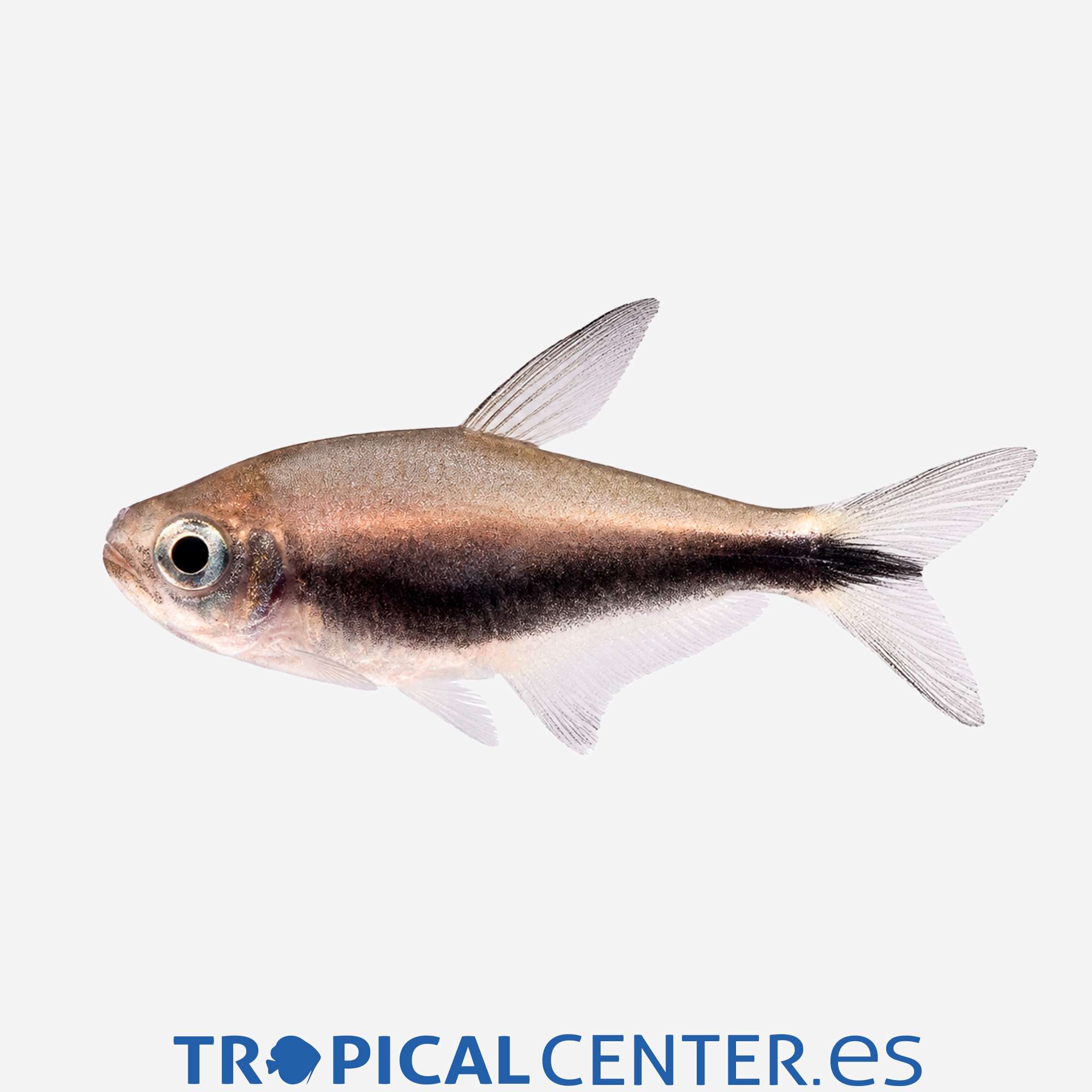 te58-3-tetra-emperador_general_5707.jpg te58-3-tetra-emperador_general_5707.jpg