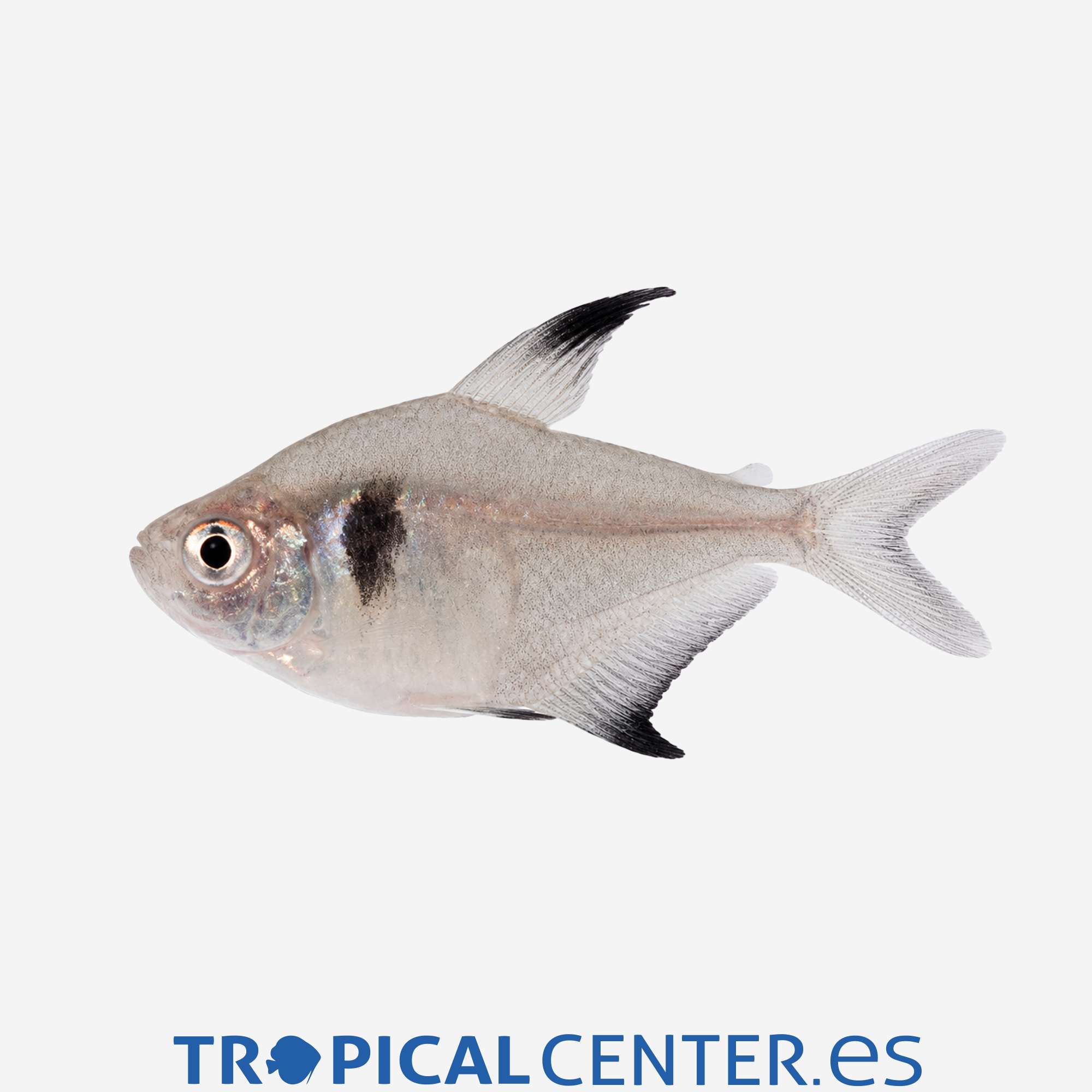 te61-1-tetra-fantasma-negro_general_5729.jpg te61-1-tetra-fantasma-negro_general_5729.jpg