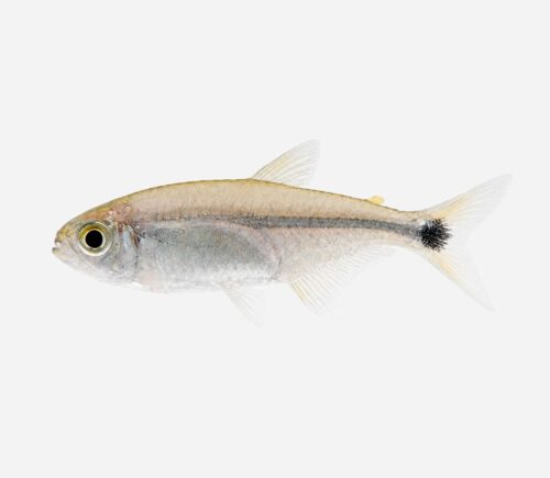 Tetra oro