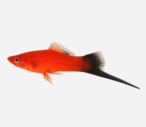 Xipho Rojo wagtail 💎HQF💎