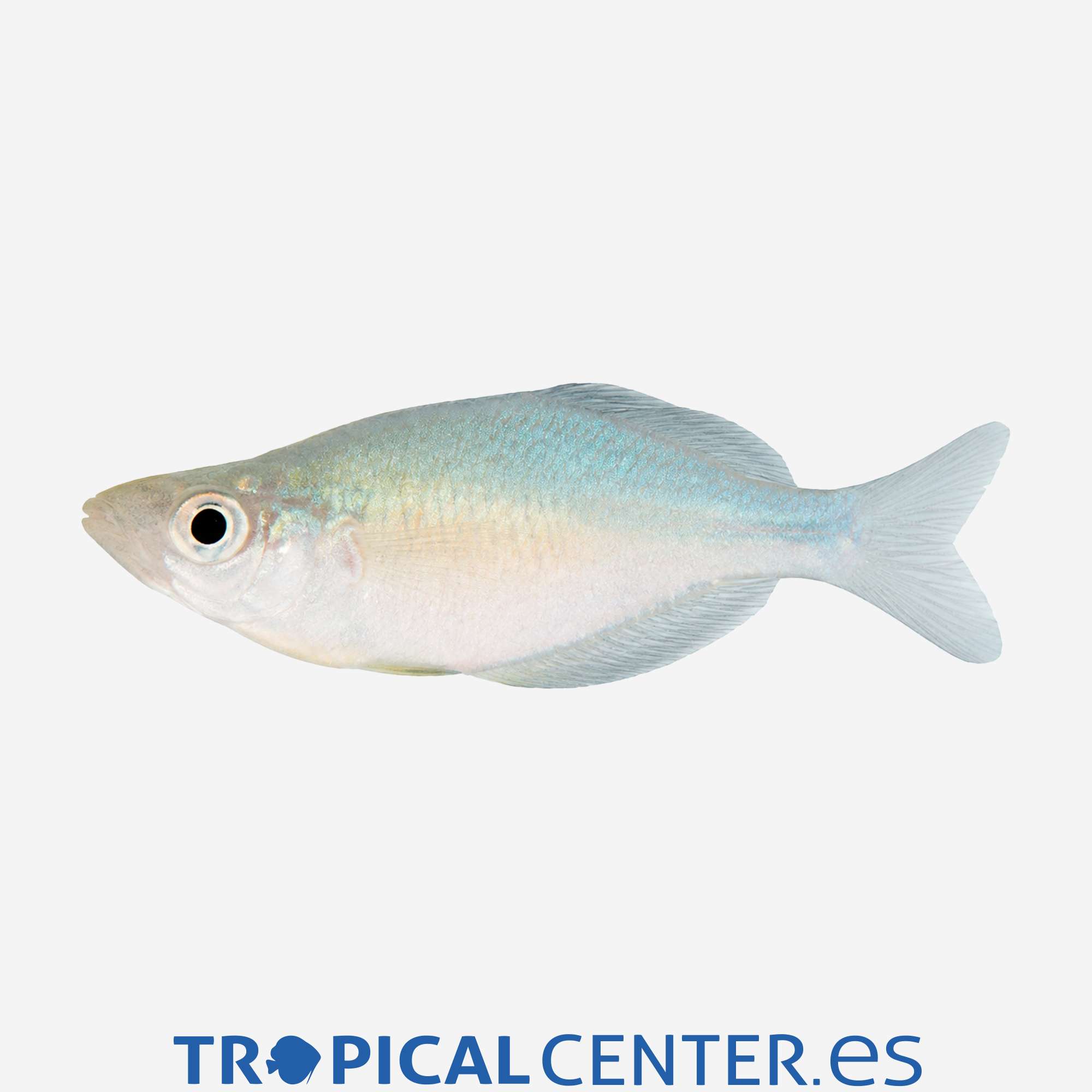 ai05-1-pez-arcoiris-del-lago-kutubu_general_5930.jpg ai05-1-pez-arcoiris-del-lago-kutubu_general_5930.jpg