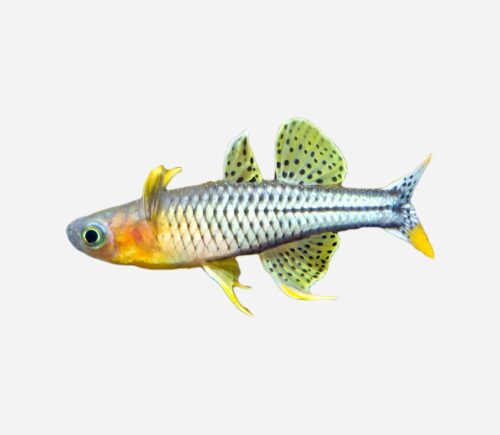 Ojo azul manchado