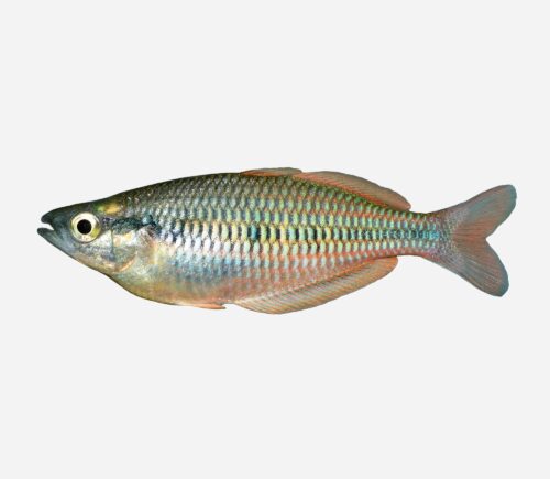 Melanotaenia parva