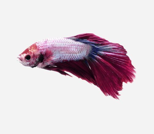 Betta Camboyano metálico morado (macho)