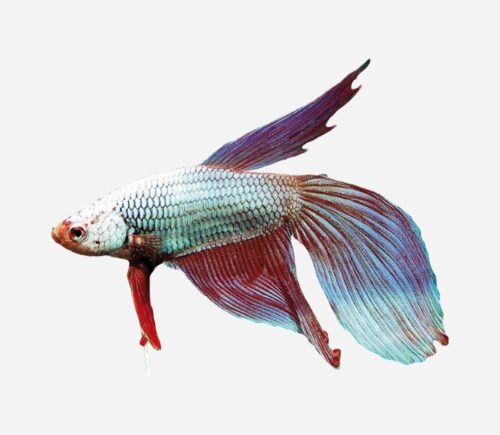 Betta dragón surtido (macho)