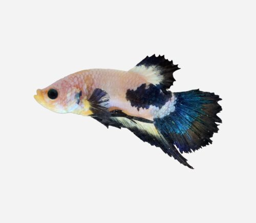 Betta plakat halfmoon  mármol azul (macho)