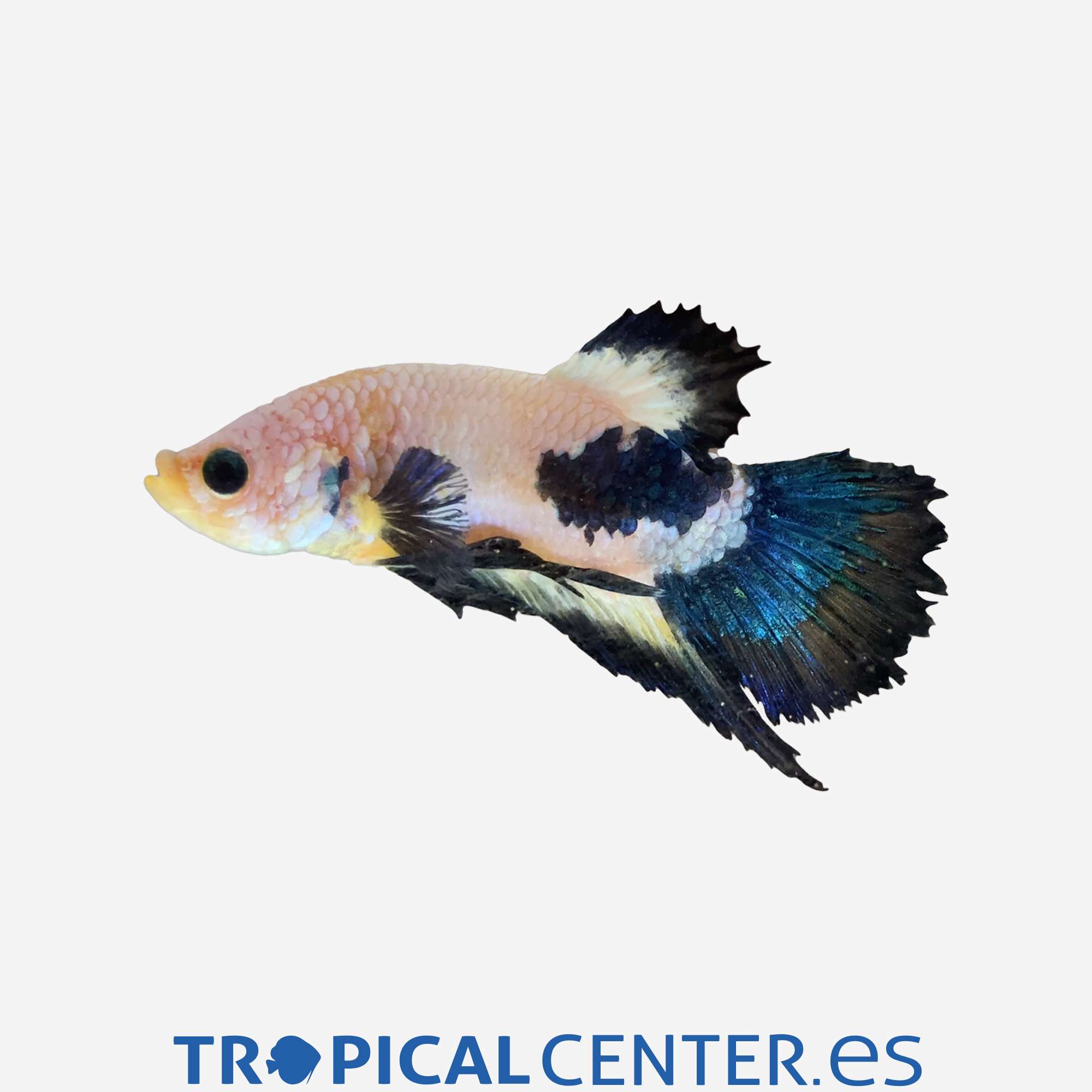 an244-0-betta-plakat-halfmoon-marmol-azul-macho_general_4841.jpg an244-0-betta-plakat-halfmoon-marmol-azul-macho_general_4841.jpg