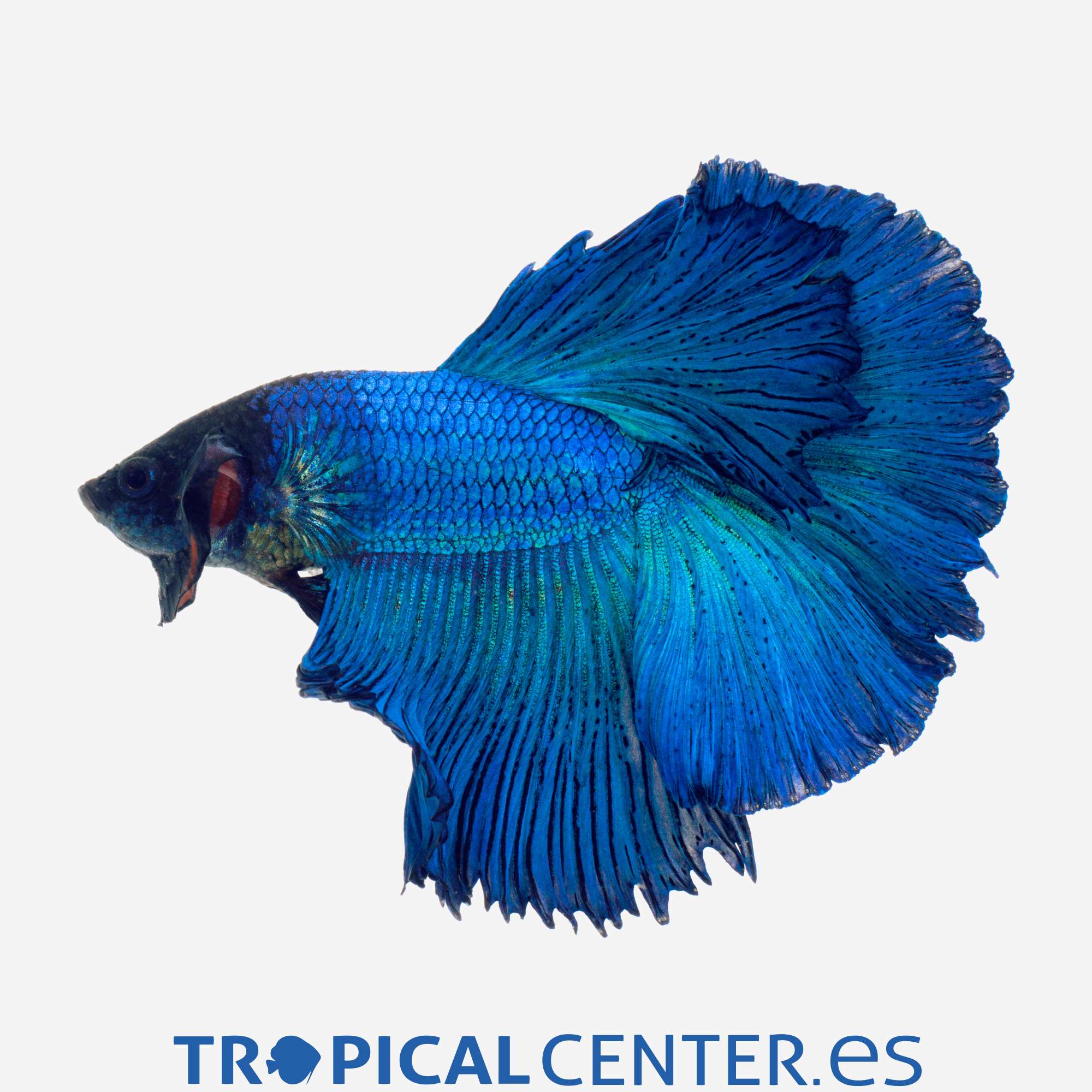 an281-0-betta-halfmoon-azul-macho_general_3326.jpg an281-0-betta-halfmoon-azul-macho_general_3326.jpg