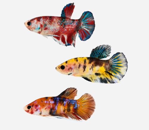 Betta plakat halfmoon koi surtido (macho)