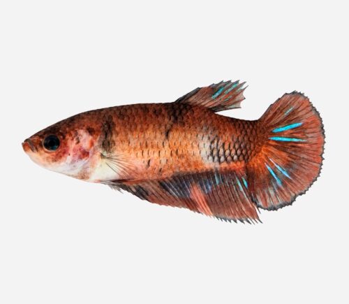Betta Plakat Surtida (hembra)