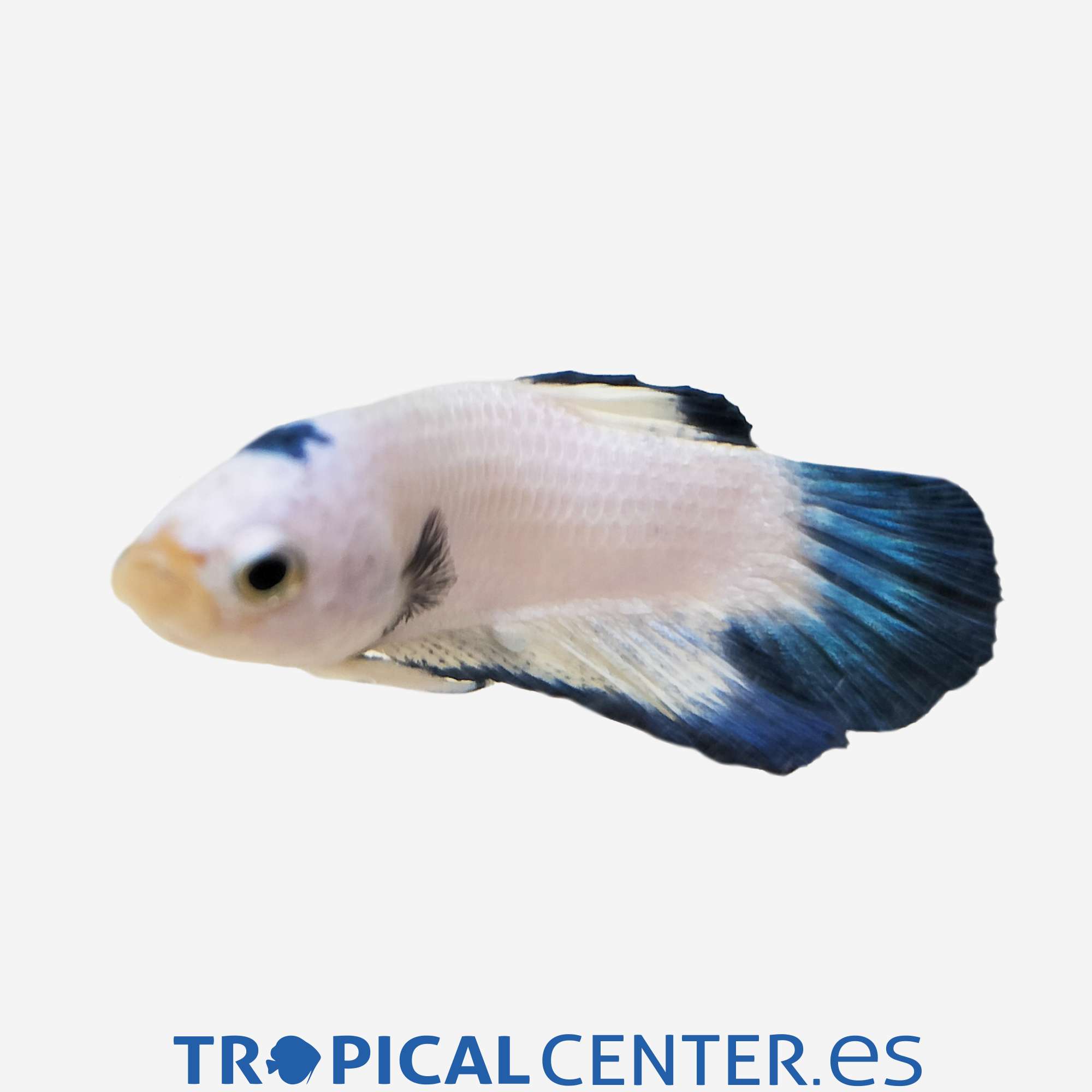 an409-0-betta-plakat-halfmoon-rim-azul_general_5460.jpg
