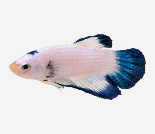 Betta plakat halfmoon rim azul
