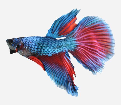 Betta Surtido (macho)