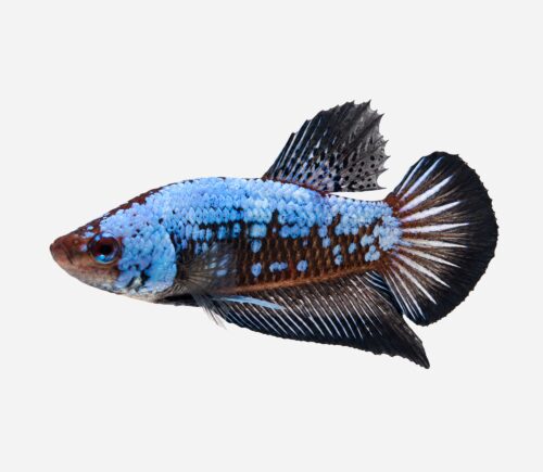 Betta plakat halfmoon black start
