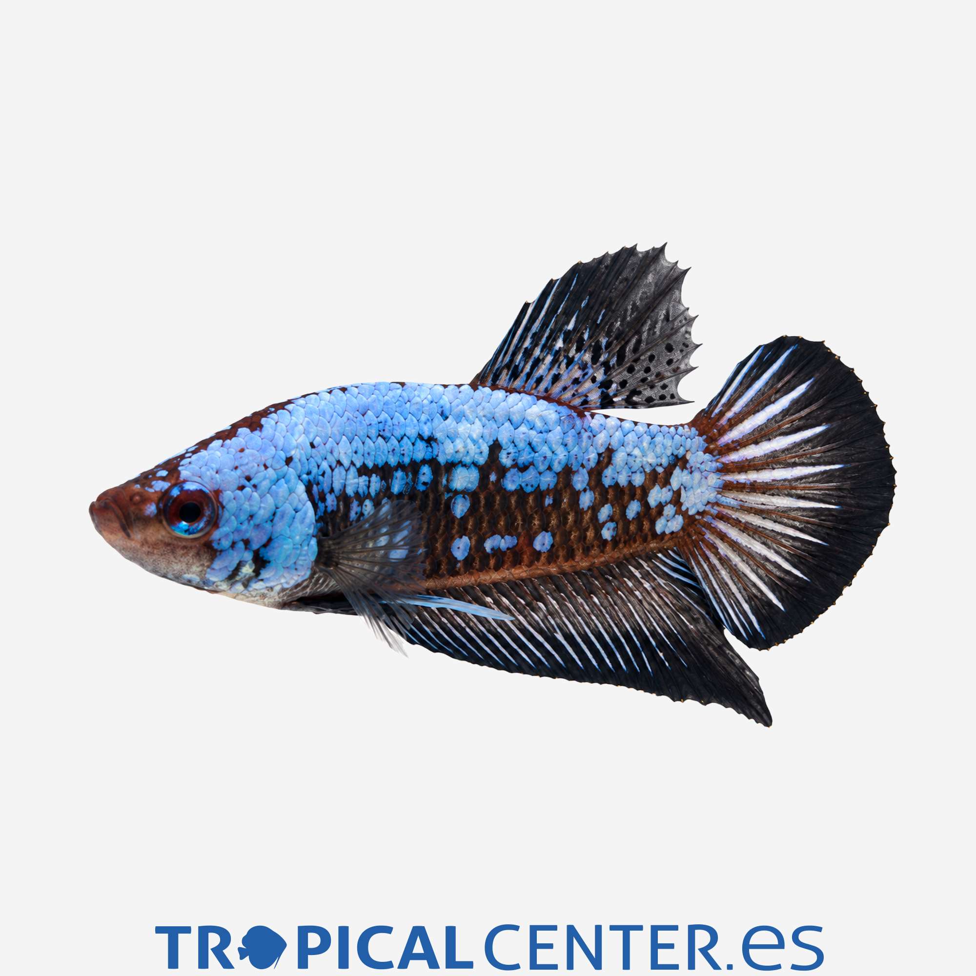 an421-0-betta-plakat-halfmoon-black-start_general_5954.jpg an421-0-betta-plakat-halfmoon-black-start_general_5954.jpg