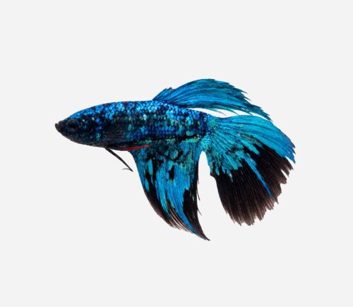 Betta plakat halfmoon blue samurái