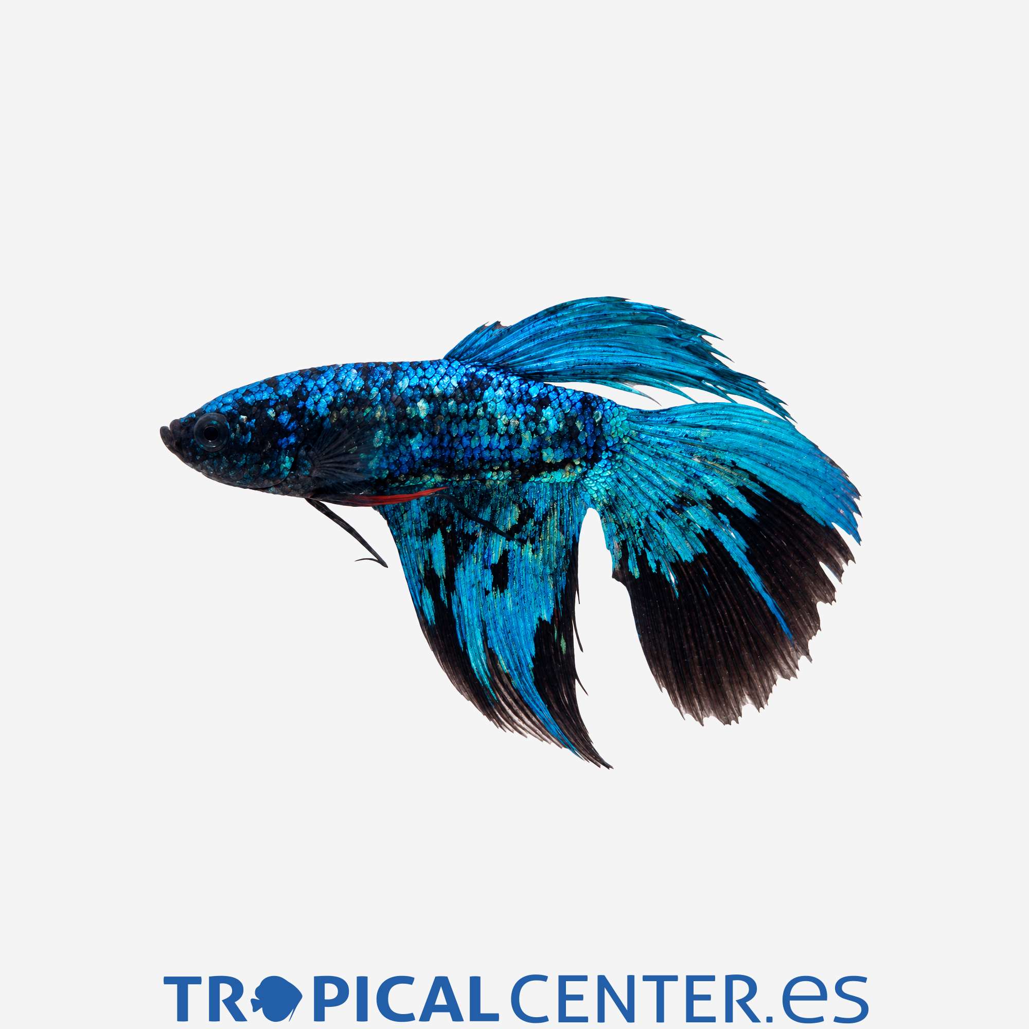 an422-0-betta-plakat-halfmoon-blue-samurai_general_5955.jpg