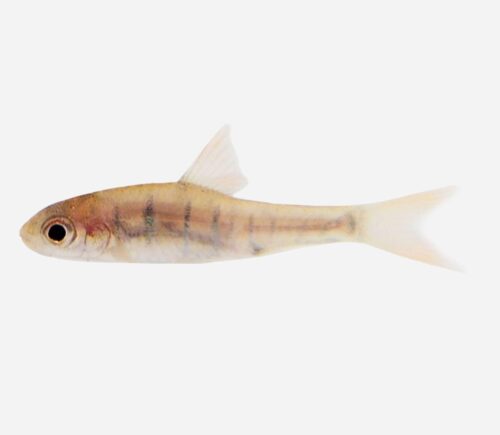 Barbo fasciolatus