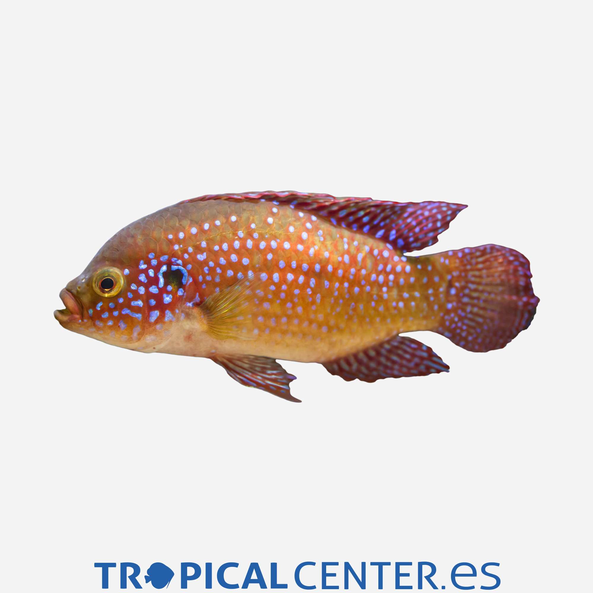 ca155-6-ciclido-joya-neon_general_3411.jpg