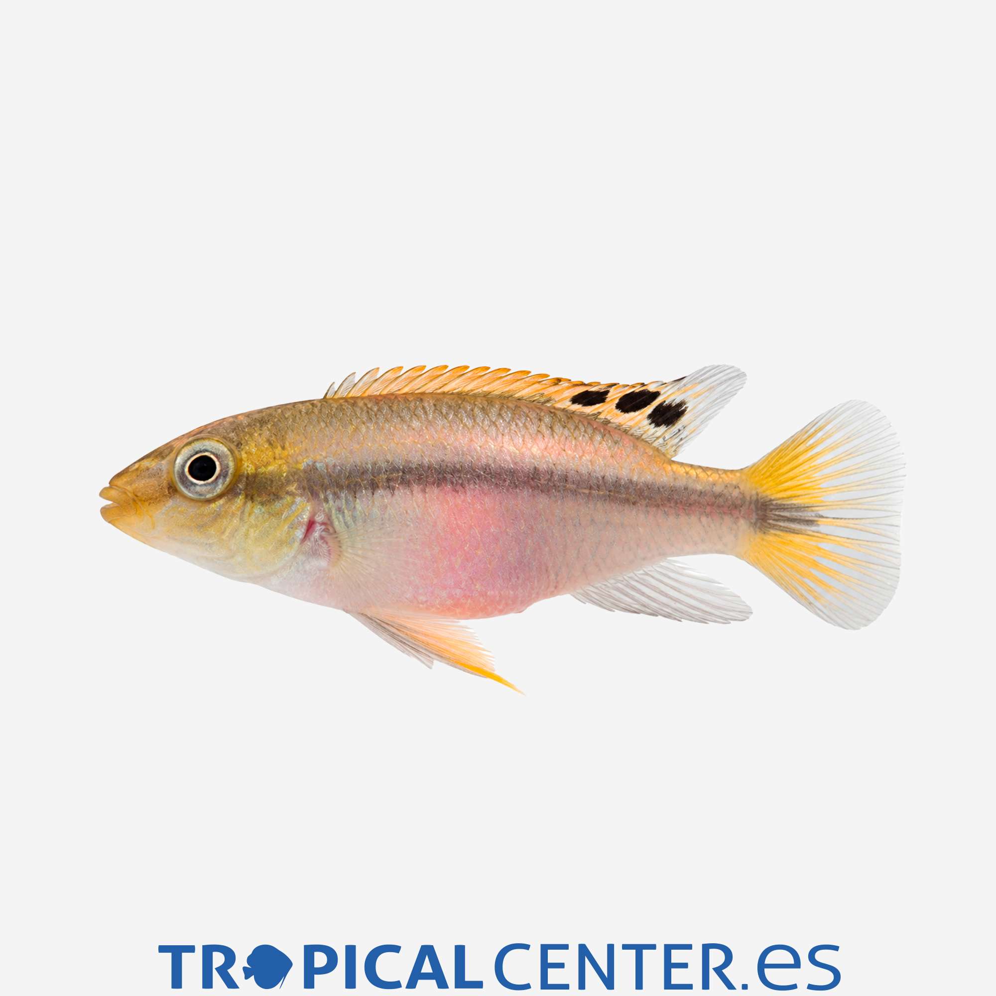ca182-3-kribensis-super-red-hqf_general_5920.jpg ca182-3-kribensis-super-red-hqf_general_5920.jpg