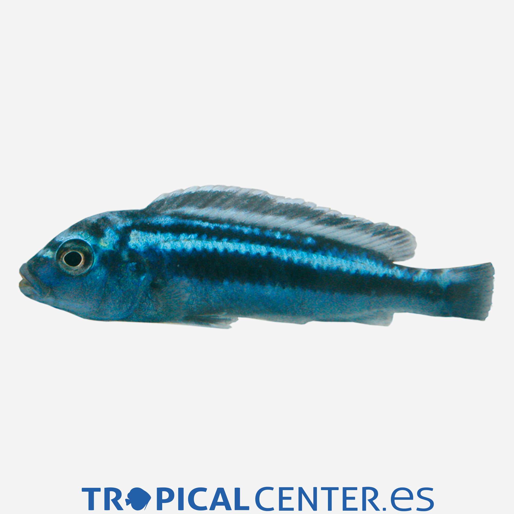 ca31-04-mbuna-cobalto_general_3391.jpg