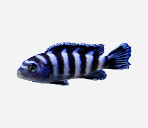 Mbuna demasoni