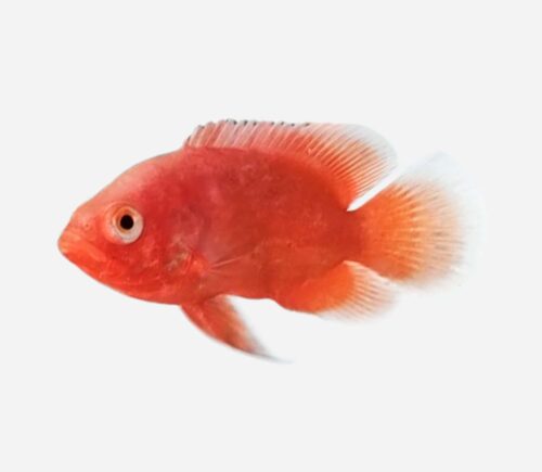 Oscar Rojo chili