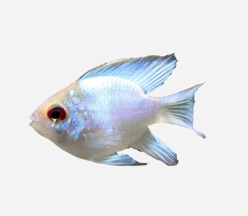 Ramirezi Balón Azul eléctrico