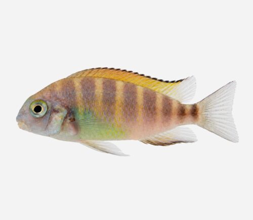 Tropheus moori banda roja