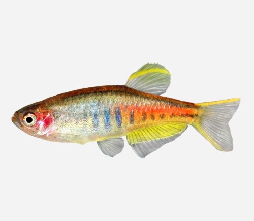 Danio Brillante