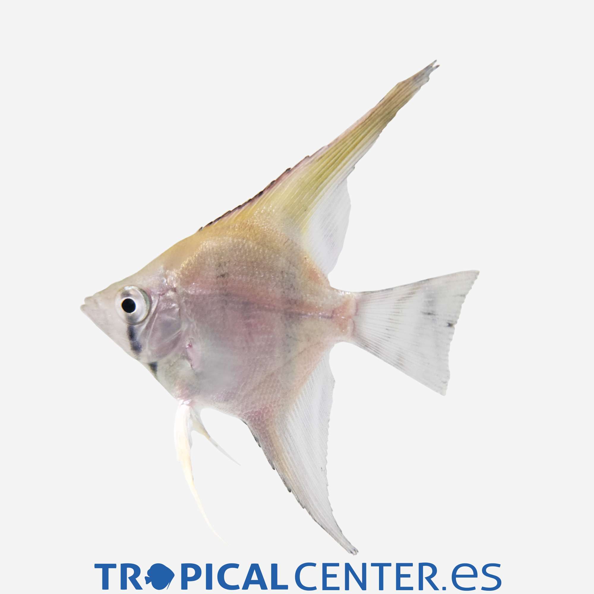 es151-1-escalar-manacapuru-super-red_general_5593.jpg es151-1-escalar-manacapuru-super-red_general_5593.jpg