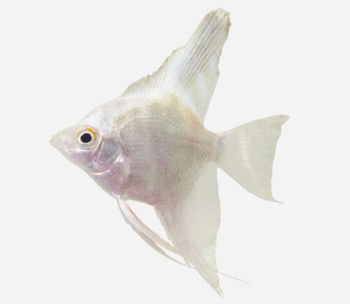 Escalar Platino silver black fin