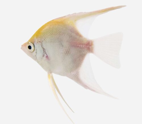 Escalar río Japurá Albino