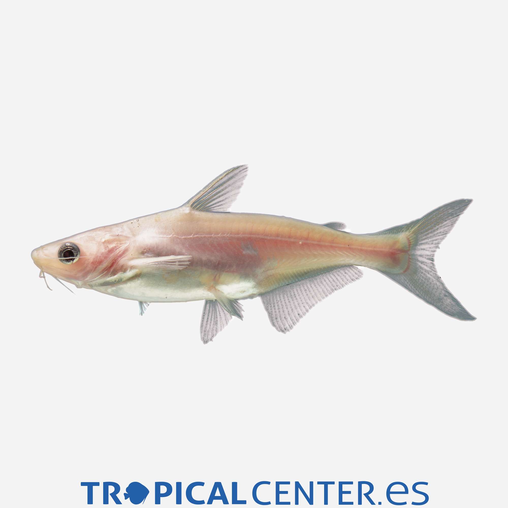 gc23-10-pangasius-albino_general_3629.jpg gc23-10-pangasius-albino_general_3629.jpg