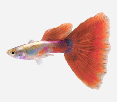 Guppy Rosa 💎HQF💎