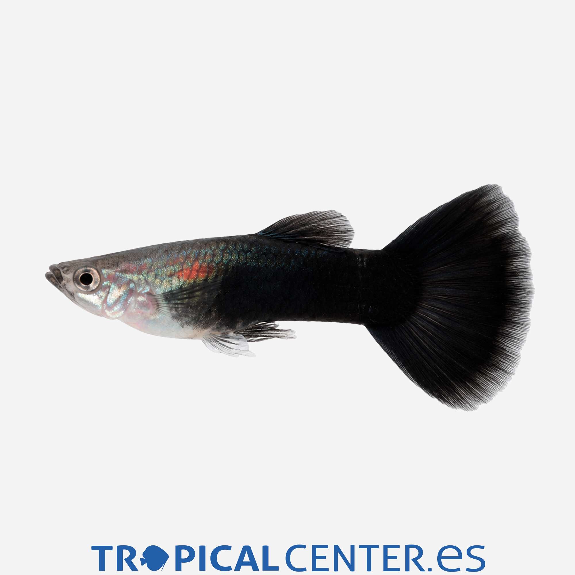 gu267-1-guppy-semi-negro-hqf-macho_general_5921.jpg gu267-1-guppy-semi-negro-hqf-macho_general_5921.jpg