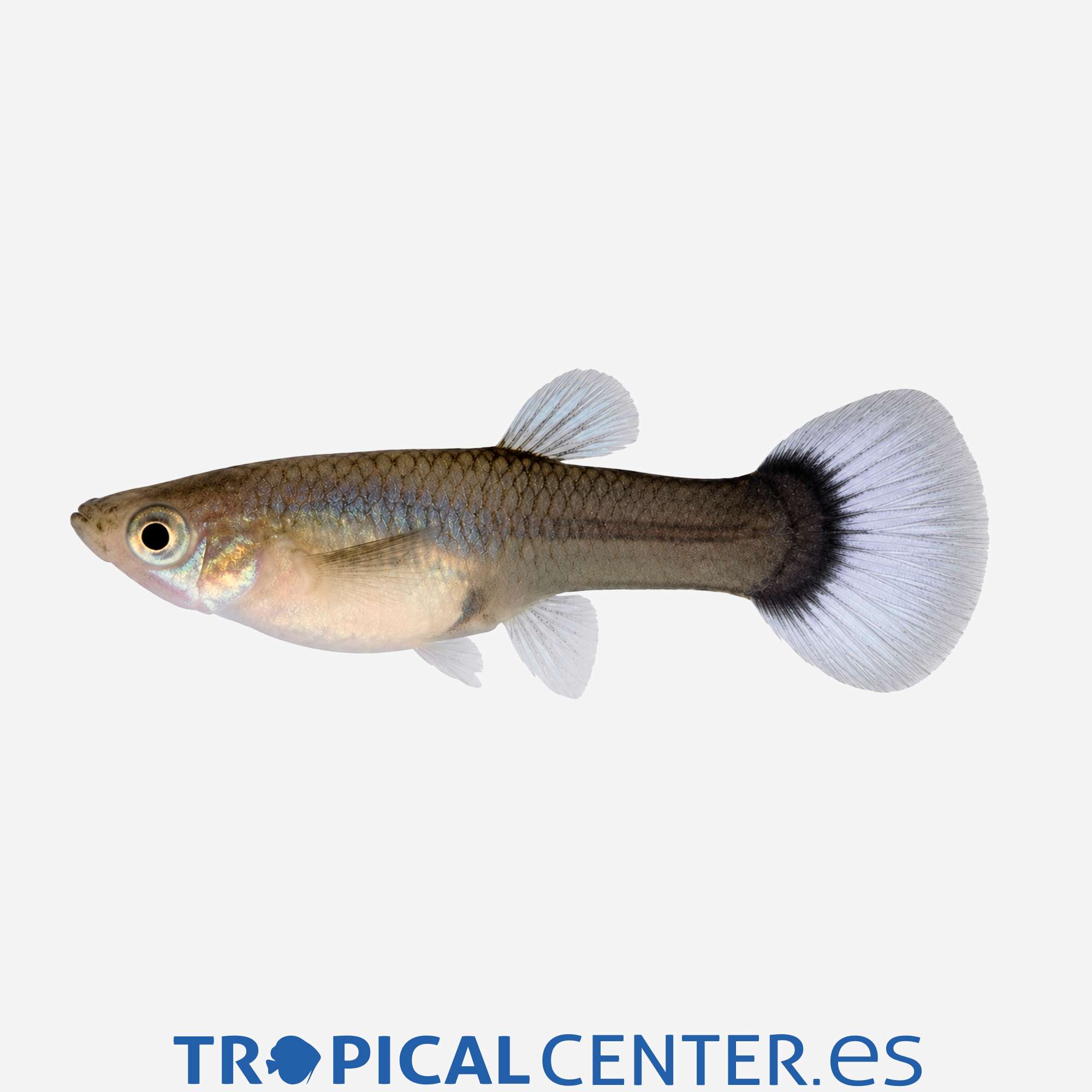 gu416-1-guppy-tuxedo-azul-hembra_general_5947.jpg gu416-1-guppy-tuxedo-azul-hembra_general_5947.jpg
