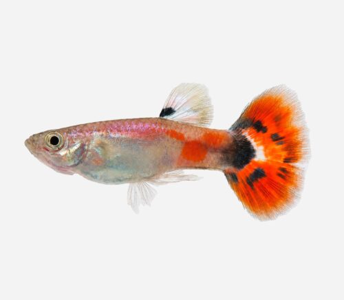 Guppy Tricolor (macho)