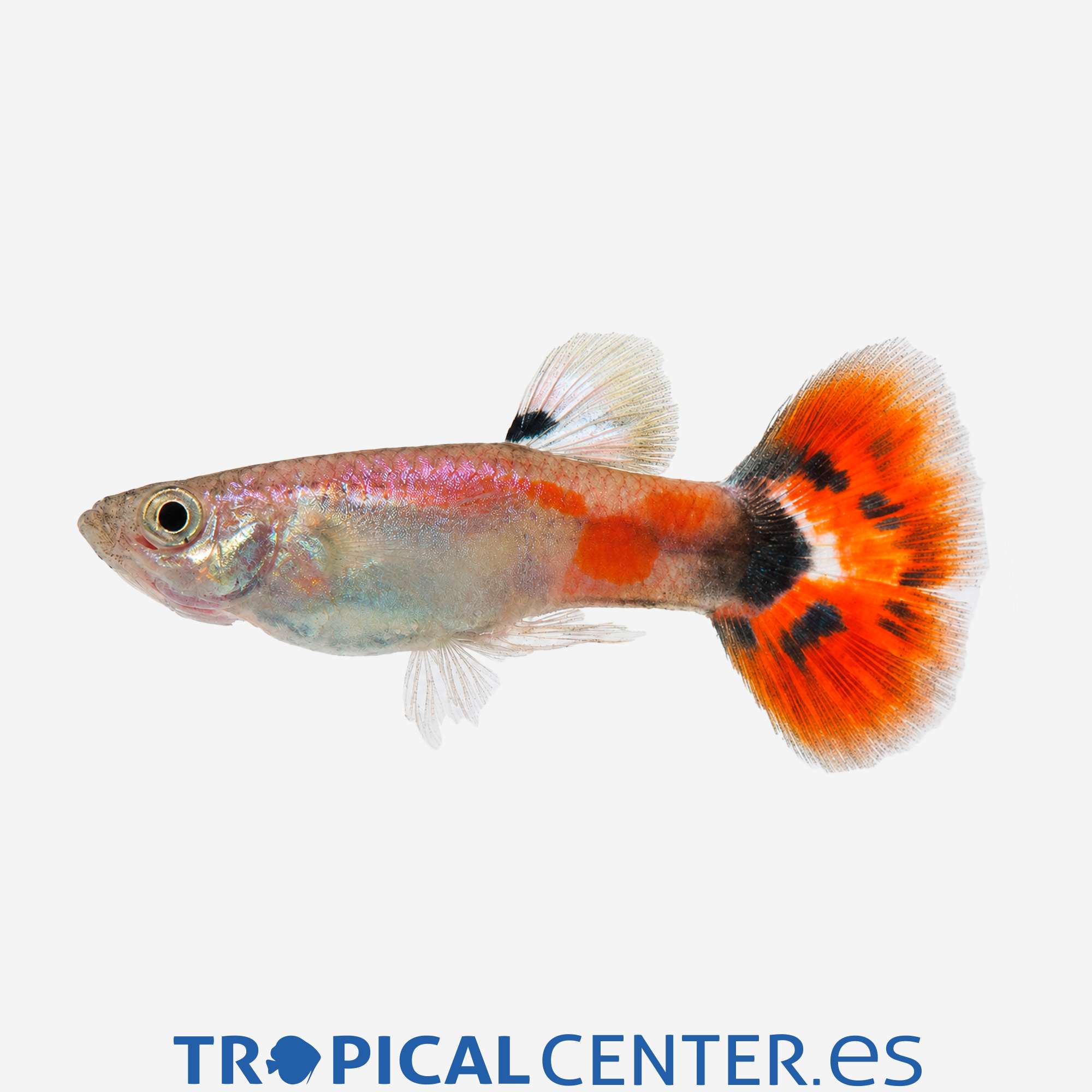 gu438-2-guppy-tricolor-macho_general_5950.jpg gu438-2-guppy-tricolor-macho_general_5950.jpg