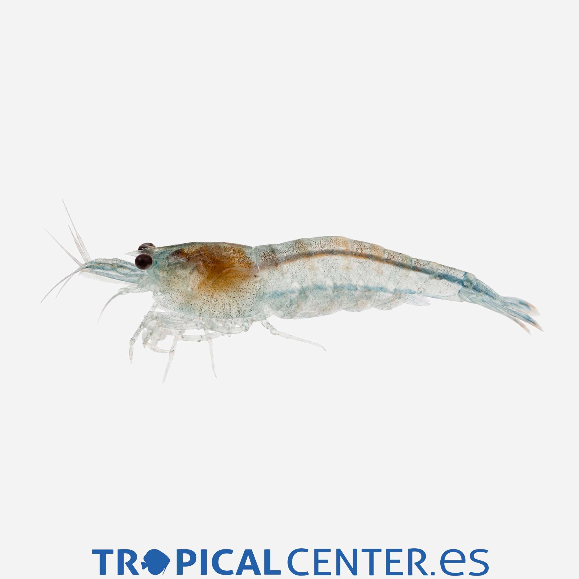 iv101-0-gamba-blue-rili_general_5854.jpg iv101-0-gamba-blue-rili_general_5854.jpg