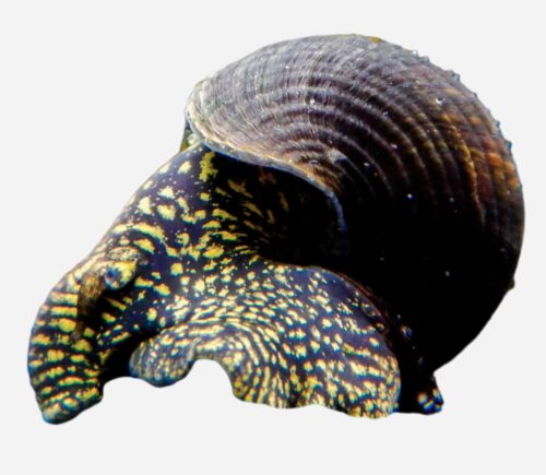 Caracol conejo Amarillo con puntos
