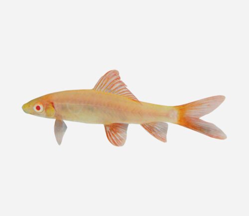 Labeo arcoíris Albino