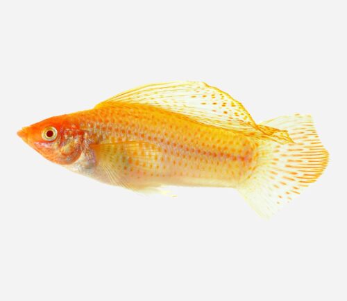 Molly velifera Rojo sangre
