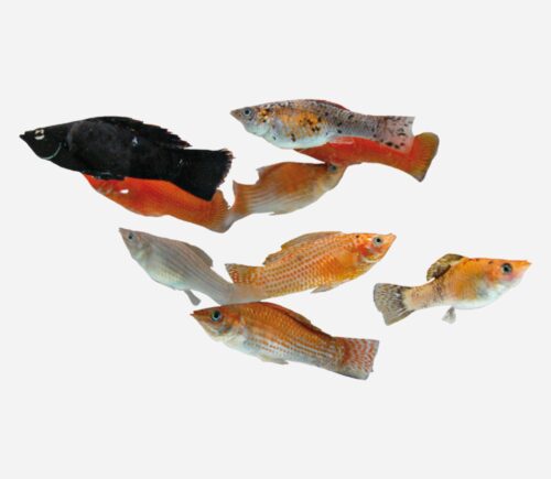 Molly velifera Parejas surtidas