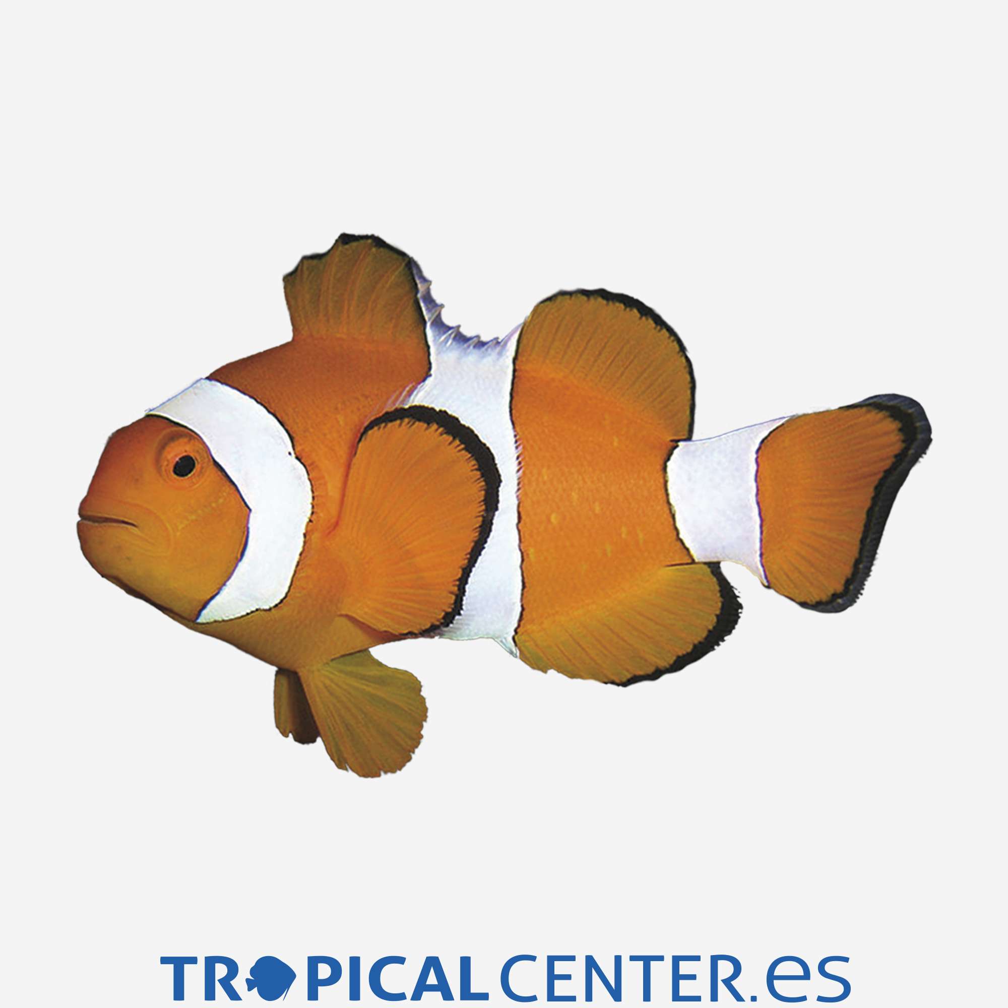 mpa05-3-amphiprion-ocellaris-c-a_general_3838.jpg mpa05-3-amphiprion-ocellaris-c-a_general_3838.jpg