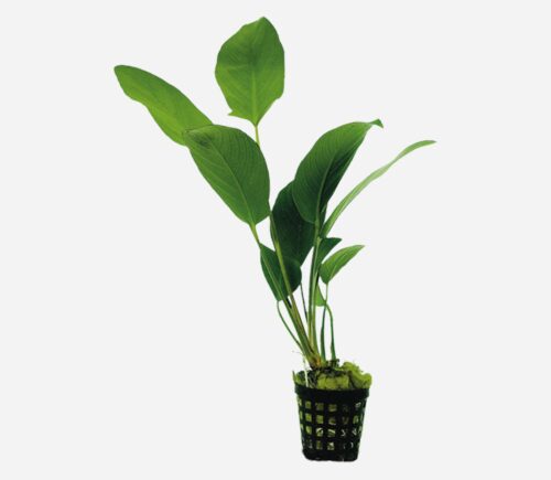 Anubias hastifolia